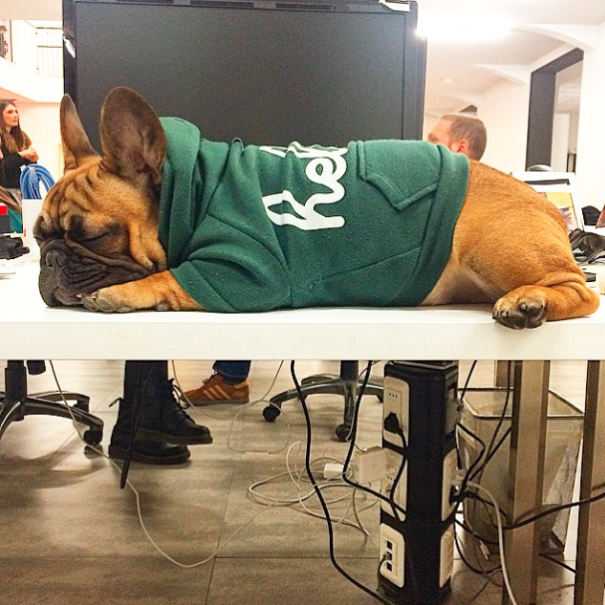 Ambrogio The Frenchie And Its Office Life.