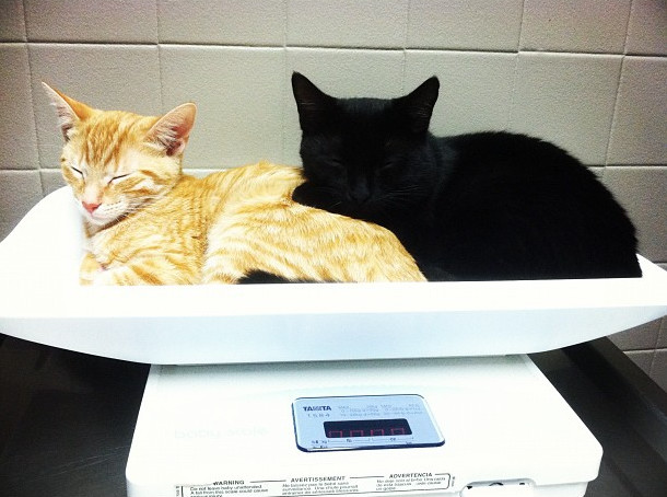 The vet's office isn't so bad when you've got a buddy...