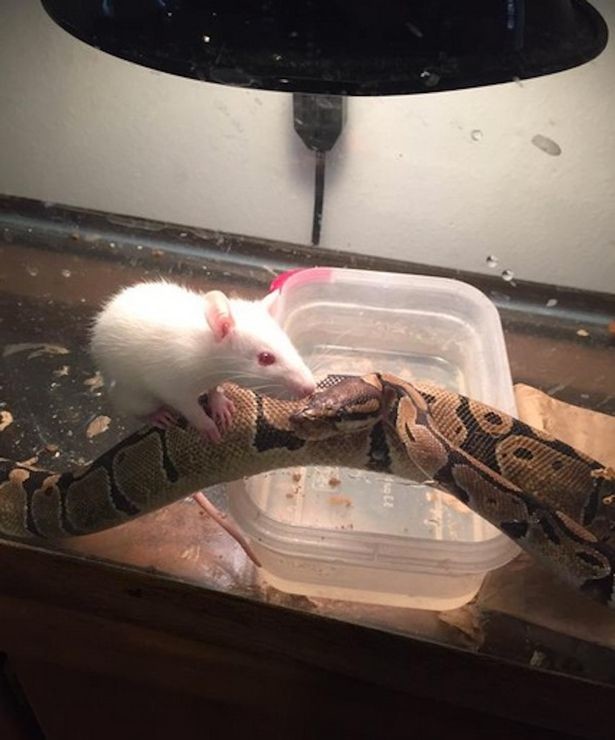 When Zoey's aunt bought this mouse, it was intended as food for her pet python, but the two developed a loving relationship instead.