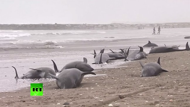 Alarmingly, they were found in the same area where the 50 beached whales were found in 2011 before the earthquake hit. Its epicenter was just 62 miles away.