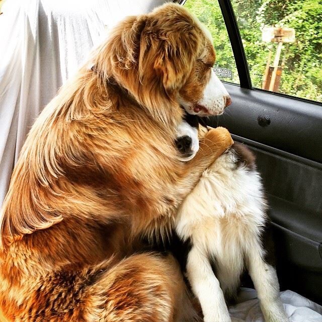 "...Maybe they're not taking us to the vet this time?"
