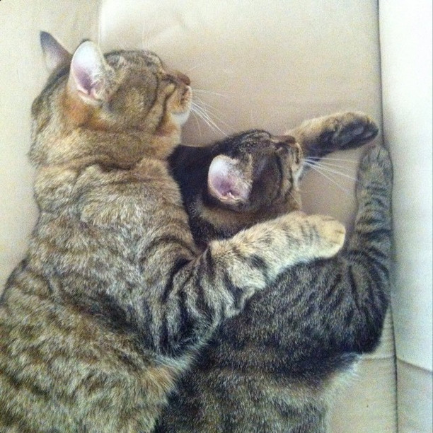 "...Psst...my paw's asleep. Can I be little spoon now?"