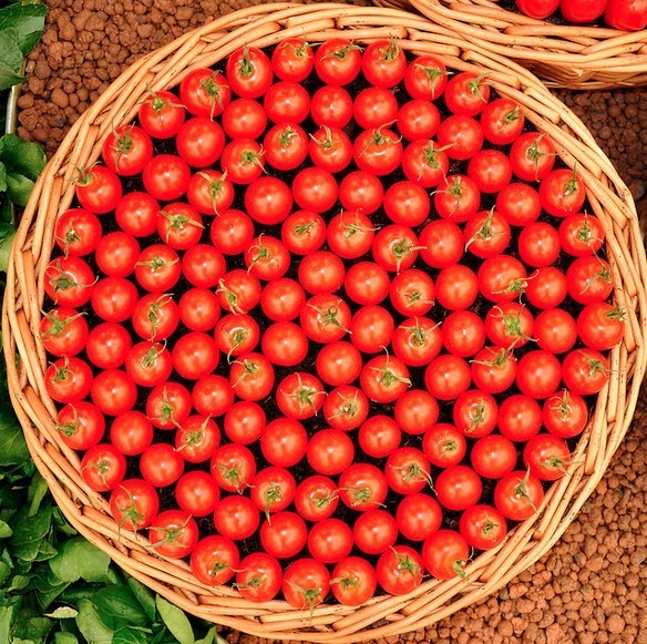 This basket of luscious tomatoes: