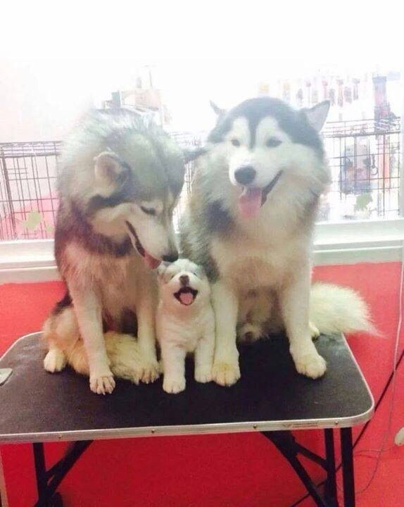 They can love being part of a perfect little family.