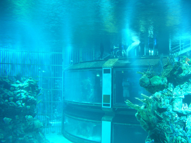 The aquarium in "The Seas" is so large that the "Spaceship Earth" sphere can fit inside it.