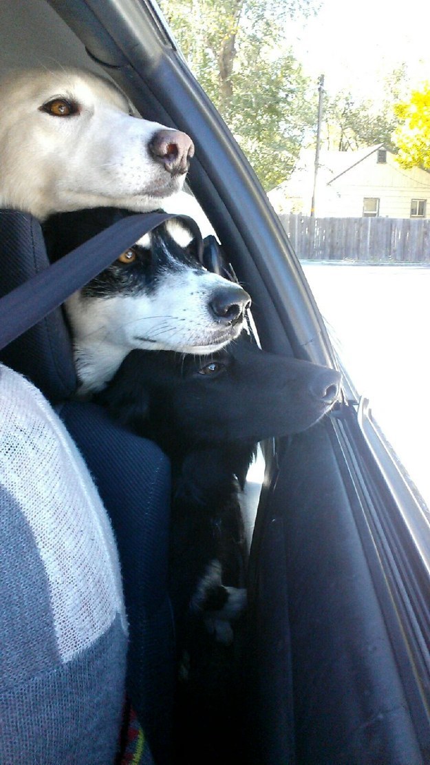 They can love car rides. And these dogs clearly all LOVE car rides.