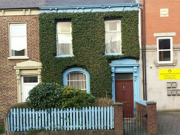 This expertly maintained ivy: