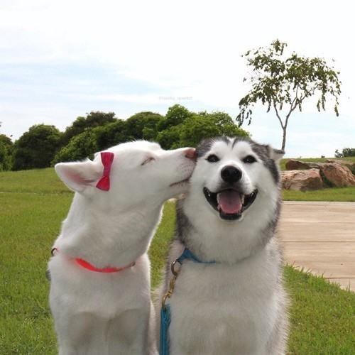 Dog best friends come in all shapes and sizes. They can look like these two sweethearts.