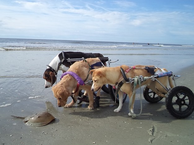 Or shared curiosity, like these three buds who have no idea what to do with this horseshoe crab.