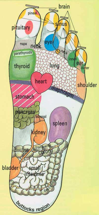 Foot pressure point/reflexology chart.