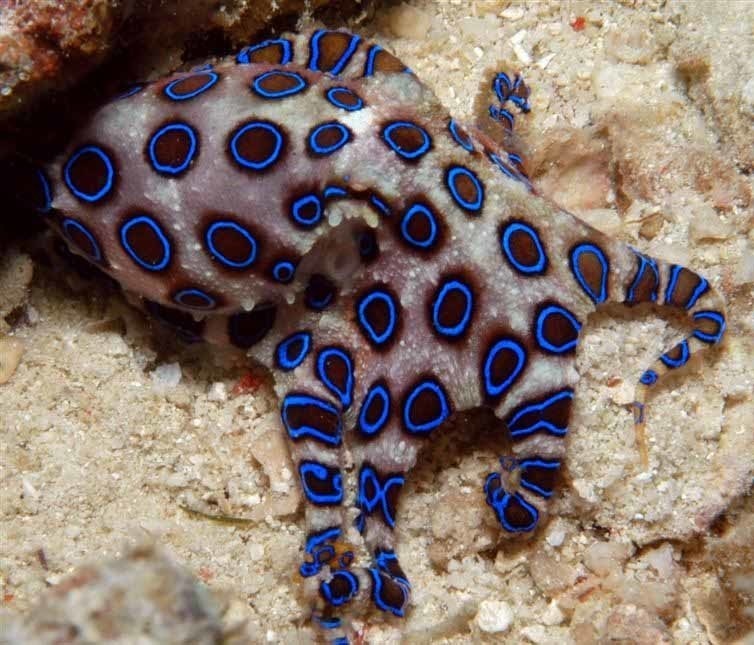 A stunning blue-ringed octopus.