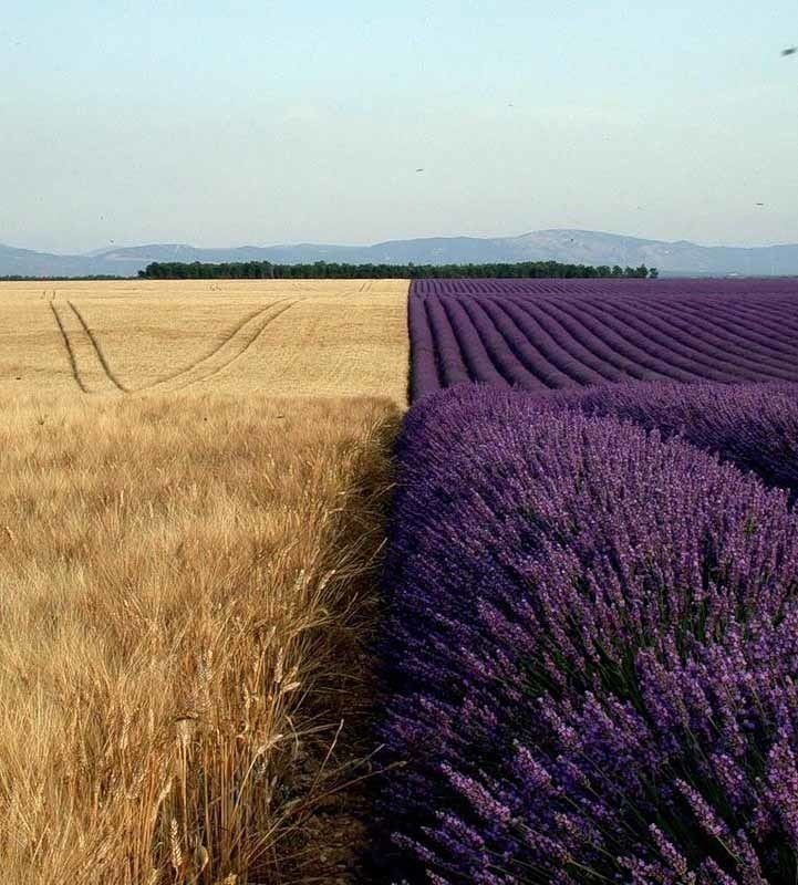  Lavender and wheat fields, side by side.