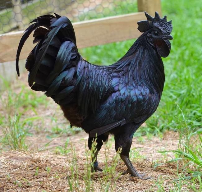 The Kadaknath, an all-black chicken.