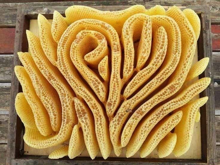 An elaborate piece of honeycomb.