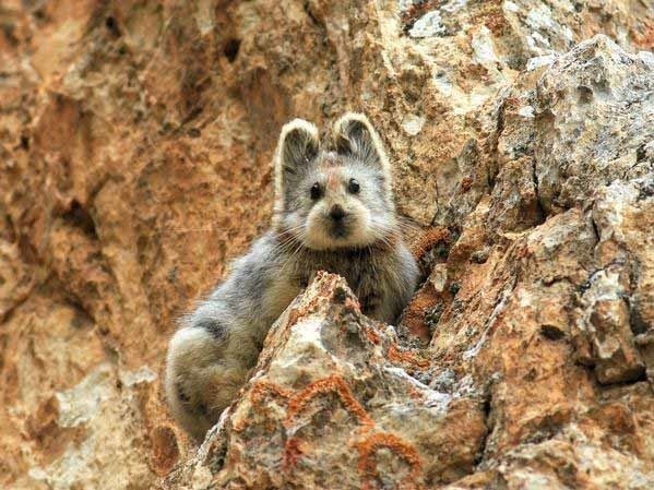 The ili pika, spotted last summer in China for the first time in 20 years.