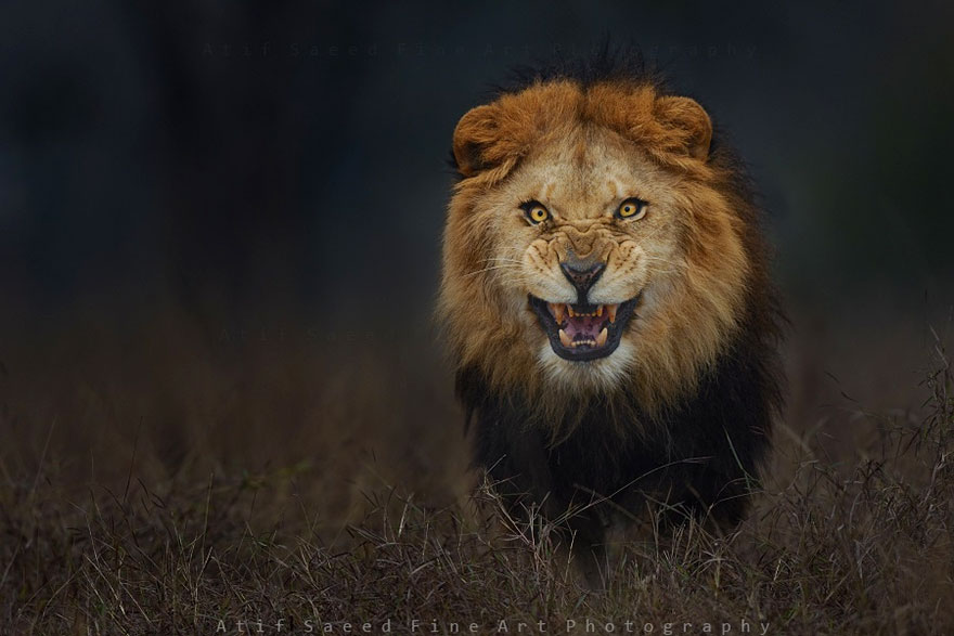 lion-attack-photo-portrait-wildlife-photography-atif-saeed-2