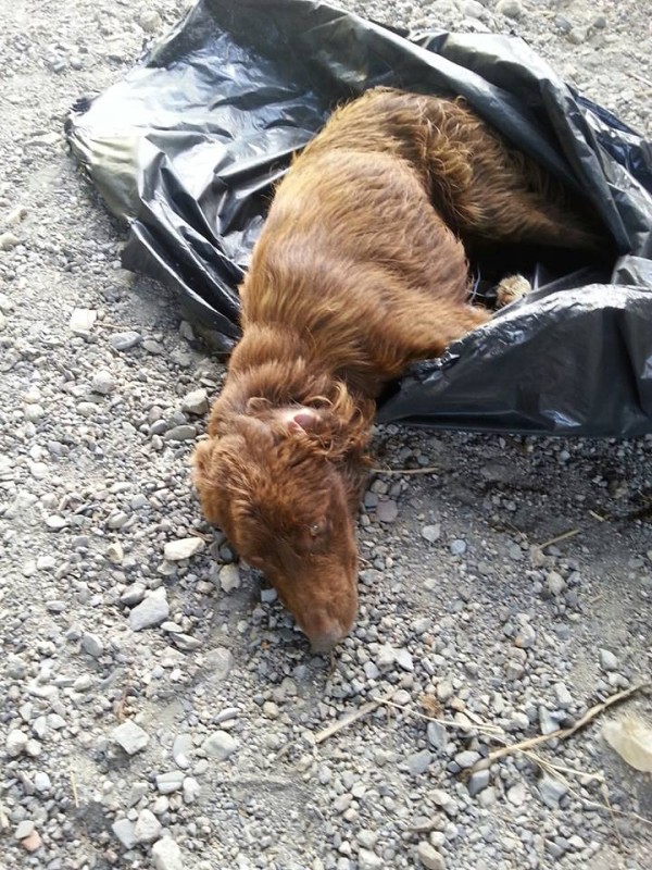 The women found a poor, abandoned dog inside the moving trash bag. 