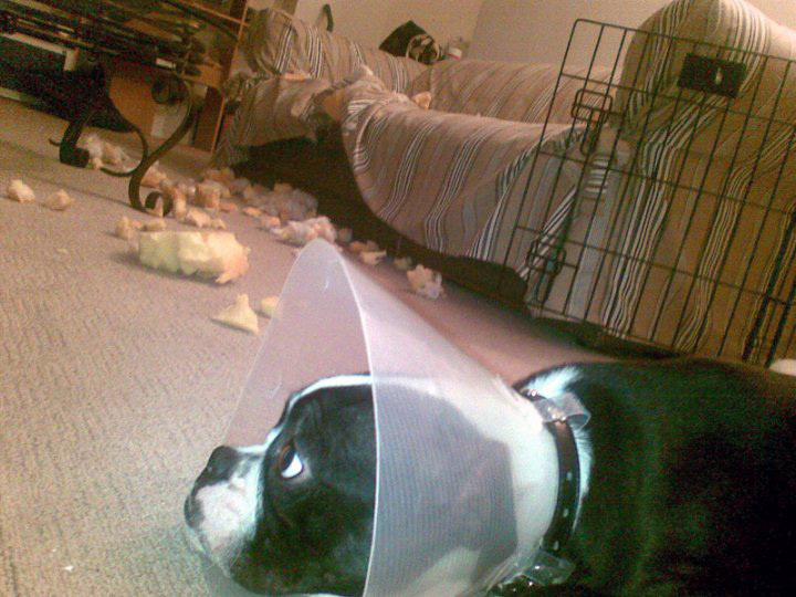 The dog who exacted revenge for her cone of shame.