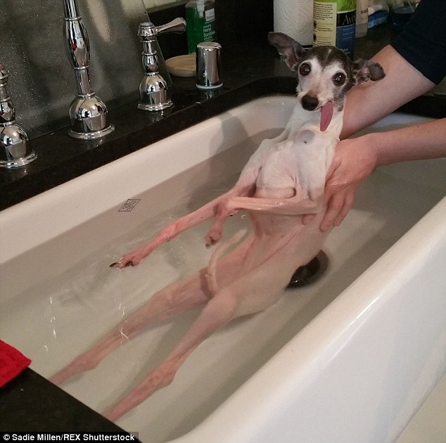 Zappa the Italian greyhound pictured sticking her tongue out for the camera while enjoying a bath