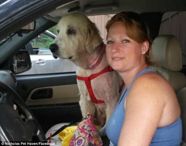 The dog was taken in by Nicholas Pet Haven and later adopted by Michelle Shockley and her parents, who renamed the dog, whose history is very much unknown, Emma suffered, head trauma, a burst eardrum, and raw and bruised skin