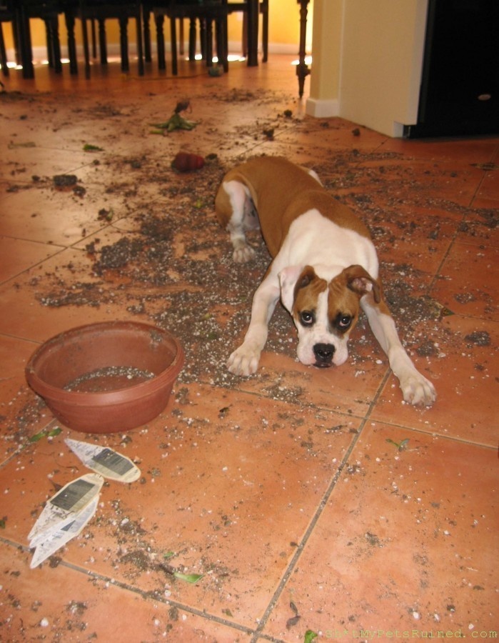 The puppy of mass destruction.