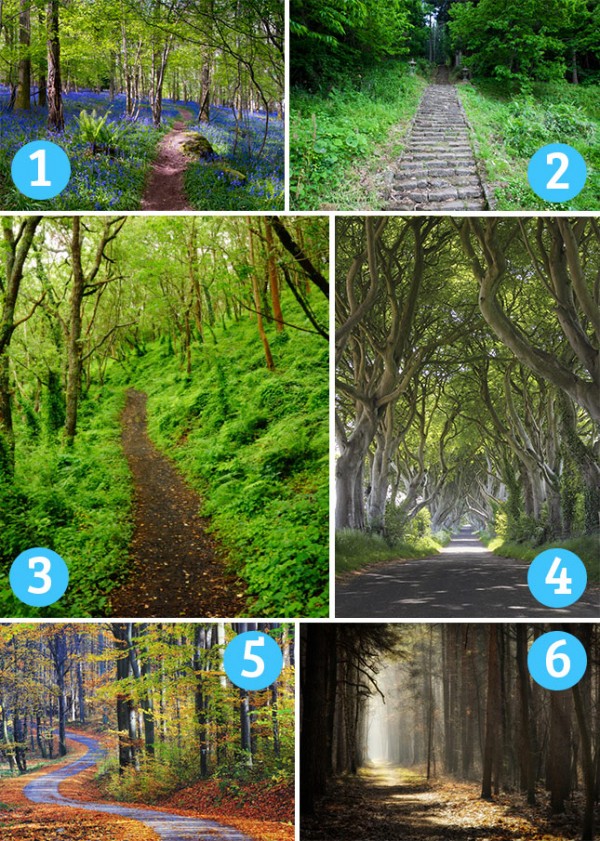 personality test trees forest nature woods