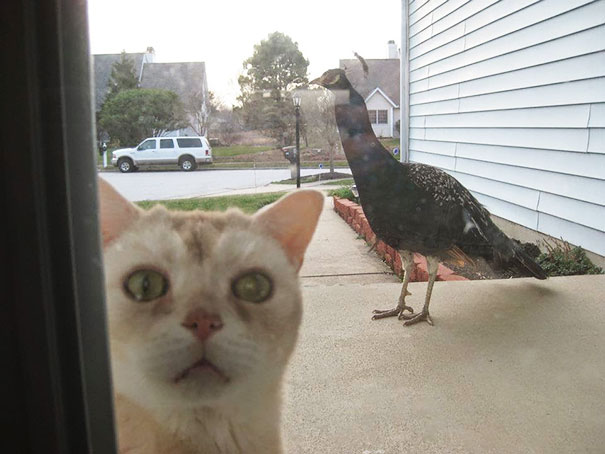 Let Me In Please, I'm Not The Mighty Hunter I Thought I Was