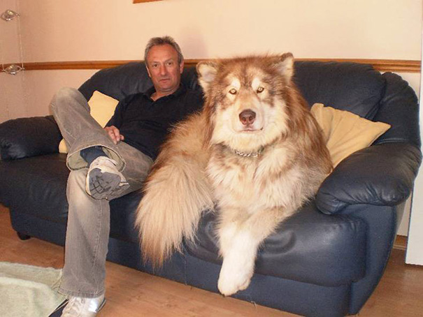 Look At This Big Dog