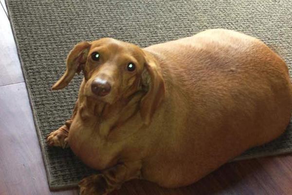 Less than two years ago, Dennis, a miniature dachshund in Columbus, Ohio, broke the puppy scales at 56 pounds. Just for a reference, that's about as much as five normal dogs of the same breed. Dennis' health was neglected by someone who had him on a diet consisting of mainly fast food and pizza.