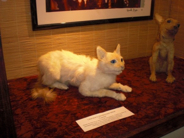 For whatever reason, the museum also houses Liberace's stuffed cat.