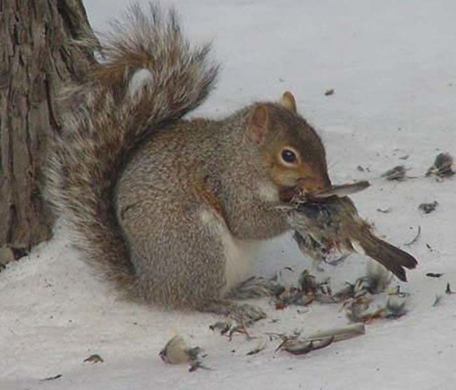 Squirrels: nature's furry little murderers.