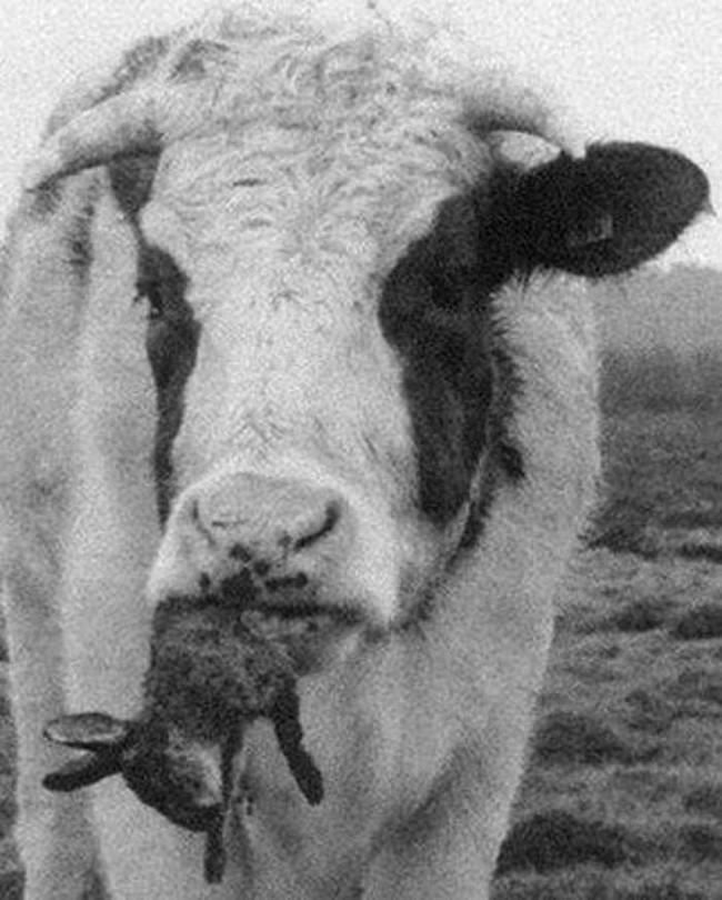 Not all cows are vegetarians.