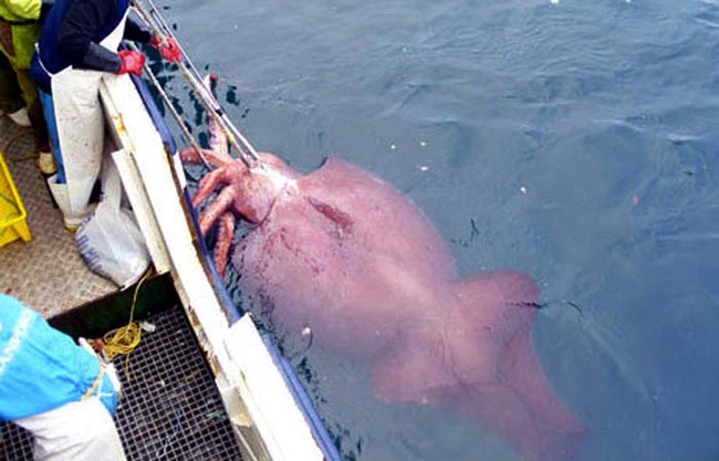 Colossal Squid.