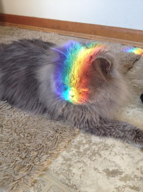 "Are you kidding me? A rainbow? Yuck."