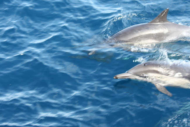 While other dolphins hunt on their own, these guys seem to prefer the symbiotic relationship.