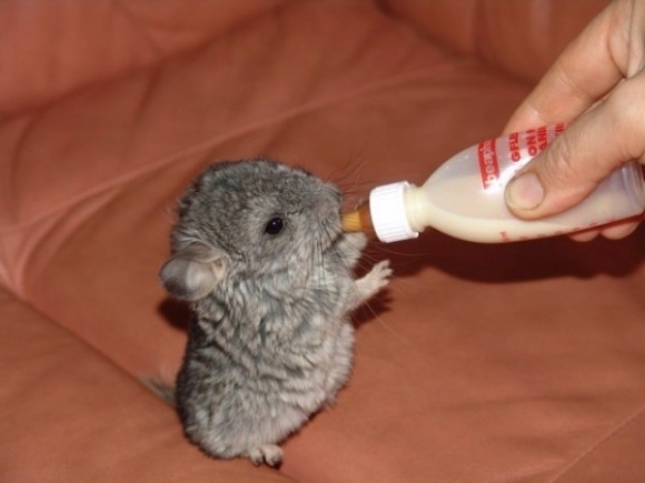 Let's ease in with something just as fluffy as a tiny kitten...a baby chinchilla!