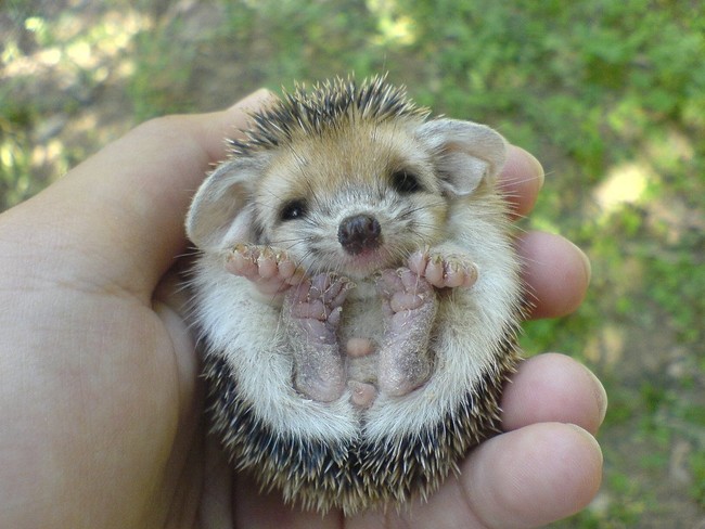Hedgehogs apparently have adorably squishy feet as babies! 