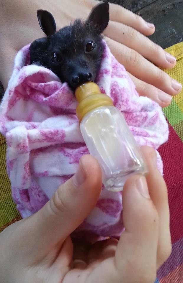 If you thought bats were spooky creatures of the night...look at this one enjoying his mini bottle and get back to me.