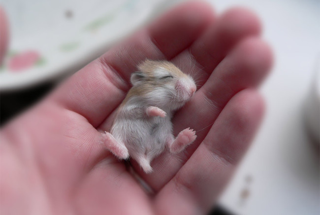 Hamsters are already so small...but they are EVEN. SMALLER. As babies.