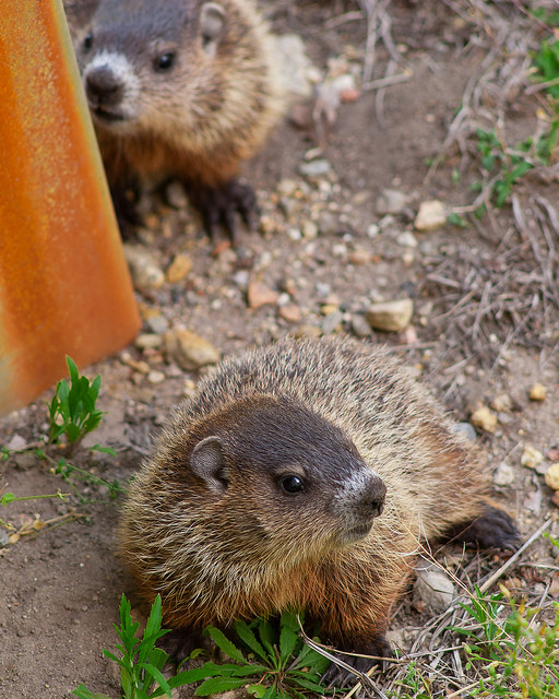 Maybe one of these tiny tykes will be the next Punxsutawney Phil?