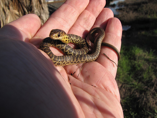 Snakes as adults? Understandably scary. As babies? Who could run from this little guy?
