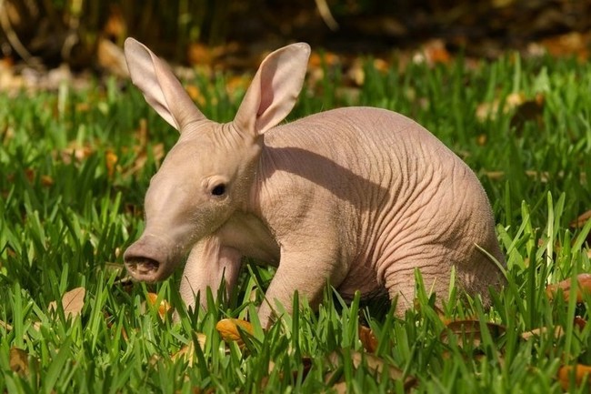 This aardvark is still kinda creepy as a little one...but in a cute way?
