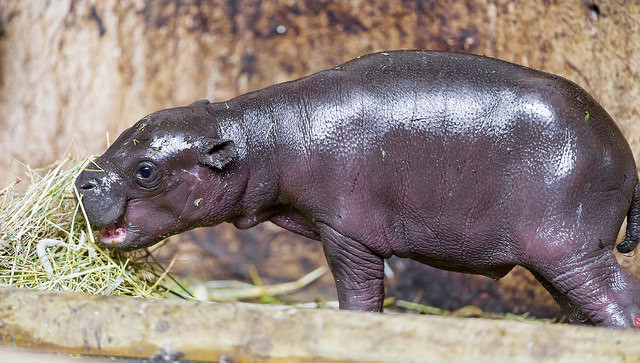 Cutest baby hippo ever...or <a href="http://worstcats.tumblr.com/" target="_blank">worst cat</a> ever?