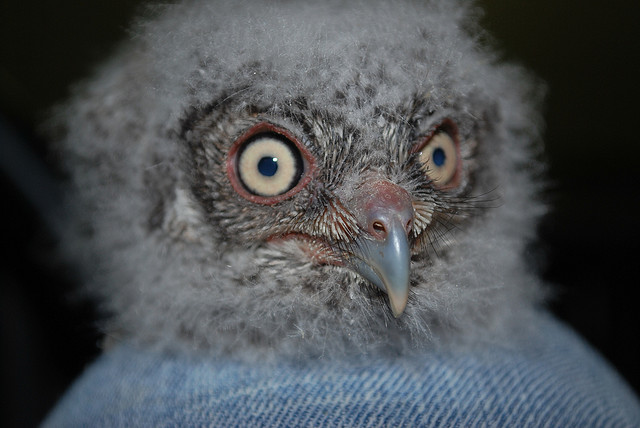I kid you not...this is a real baby owl. It is made of fluff, pure imagination, and wonder...I'm pretty sure. Also magic probably. 