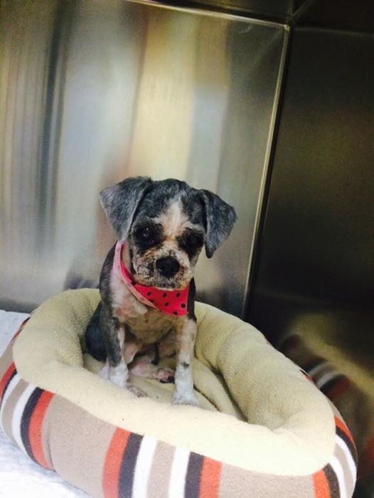 Finally, they could tell her breed, shih tzu, and work on getting her the medical help she desperately needed.
