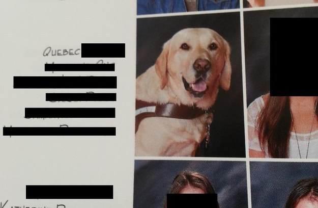This guide dog for a blind student, who got his own yearbook spot.