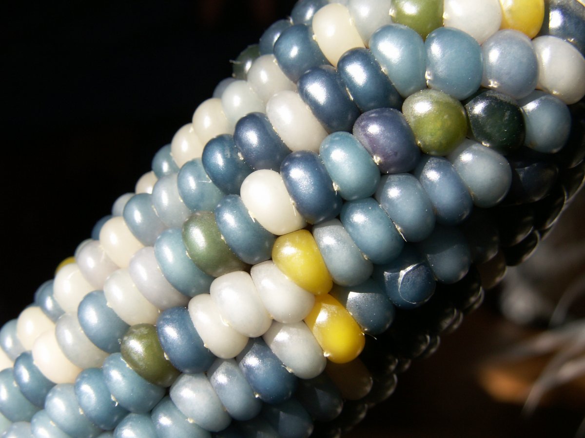 Glass Gem is known as flint corn. The name "flint" comes from the kernel's hard outer-layer.