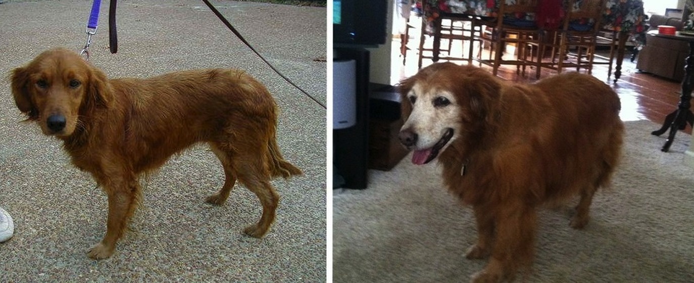 "My dog passed away yesterday, these are the first and last pics of her ..."