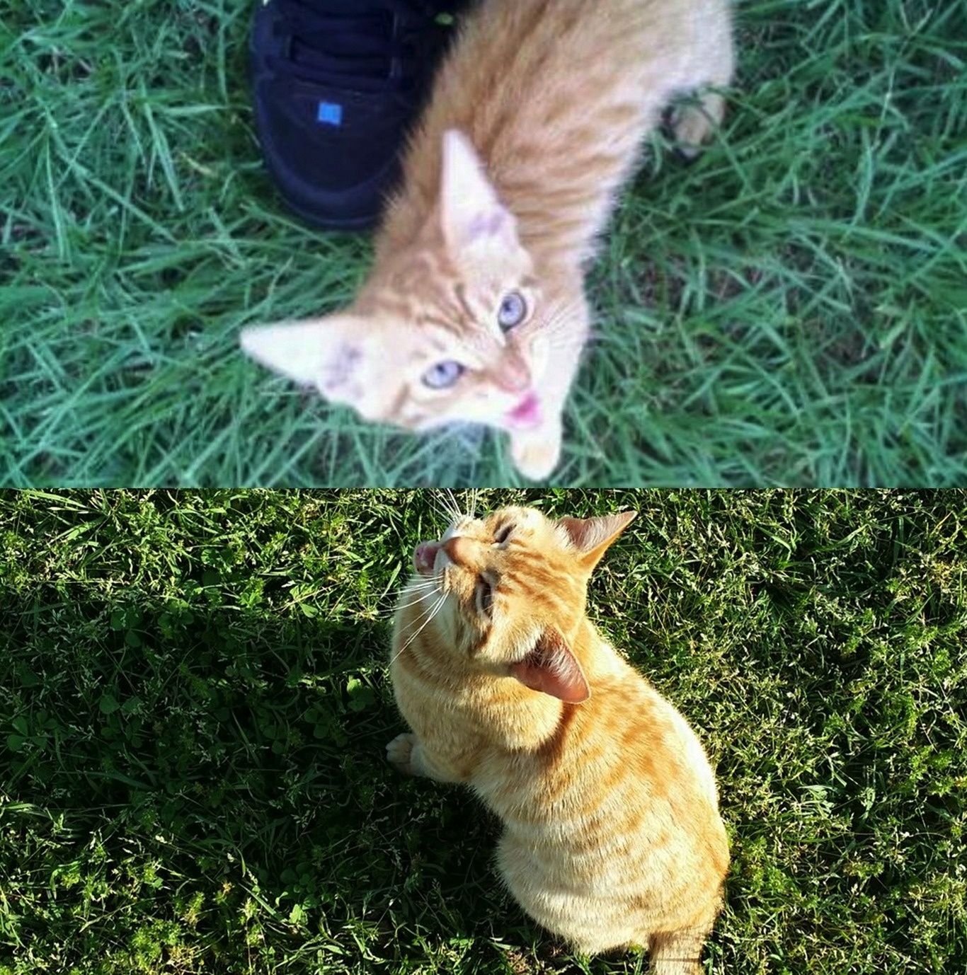 "We had to put down Simba today. Here's the first picture I took of him and one of the last."