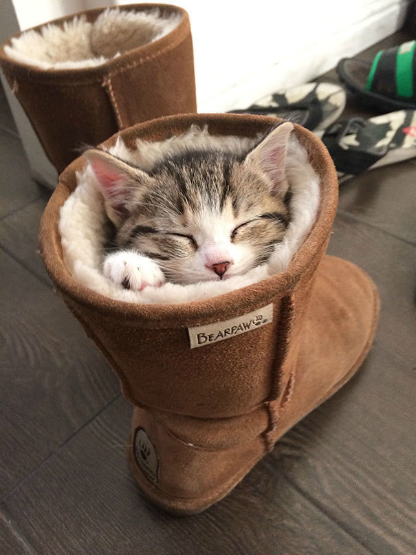 Finally, a use for Ugg boots besides wearing them on your feet.